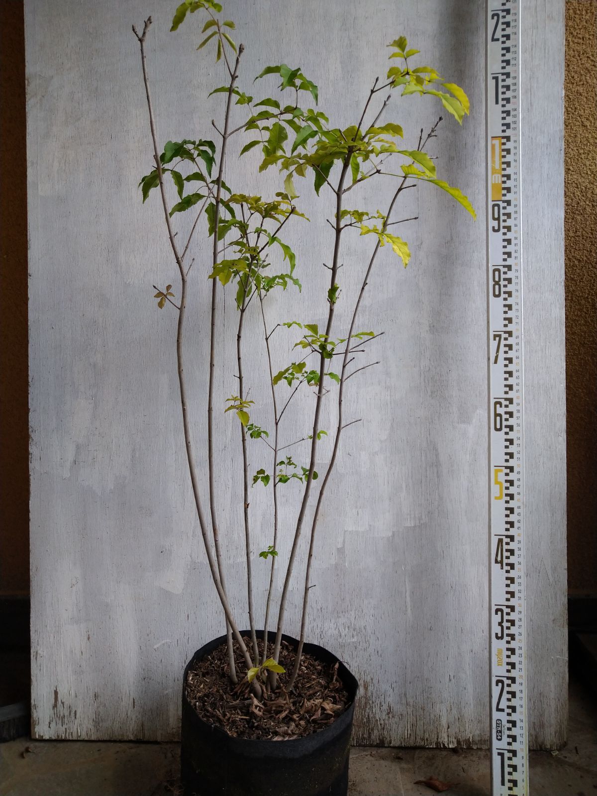 アオダモ株立ち㉝