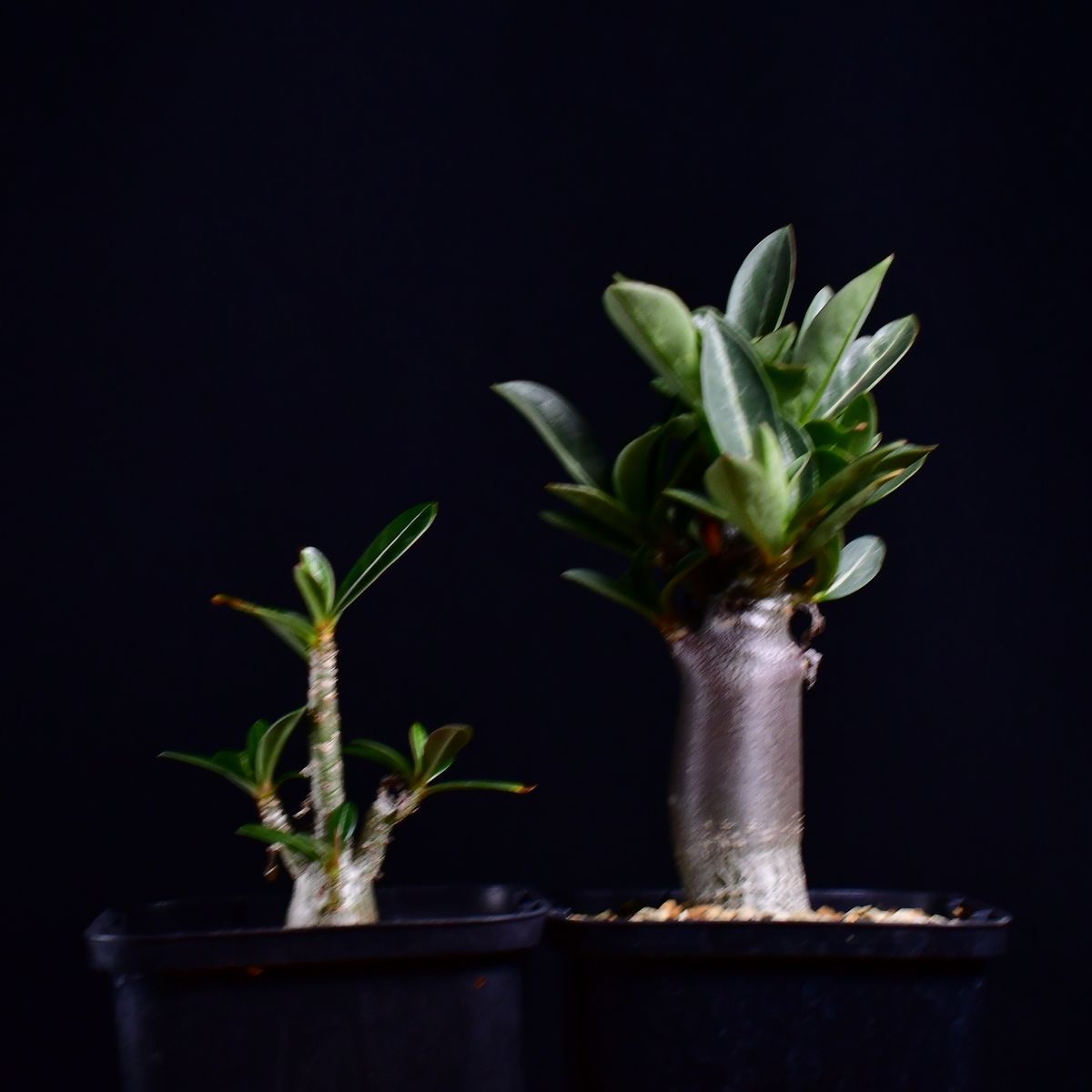 3W7 実生 2株セット アデニウム・ソマレンセ/タイ ソコトラナム