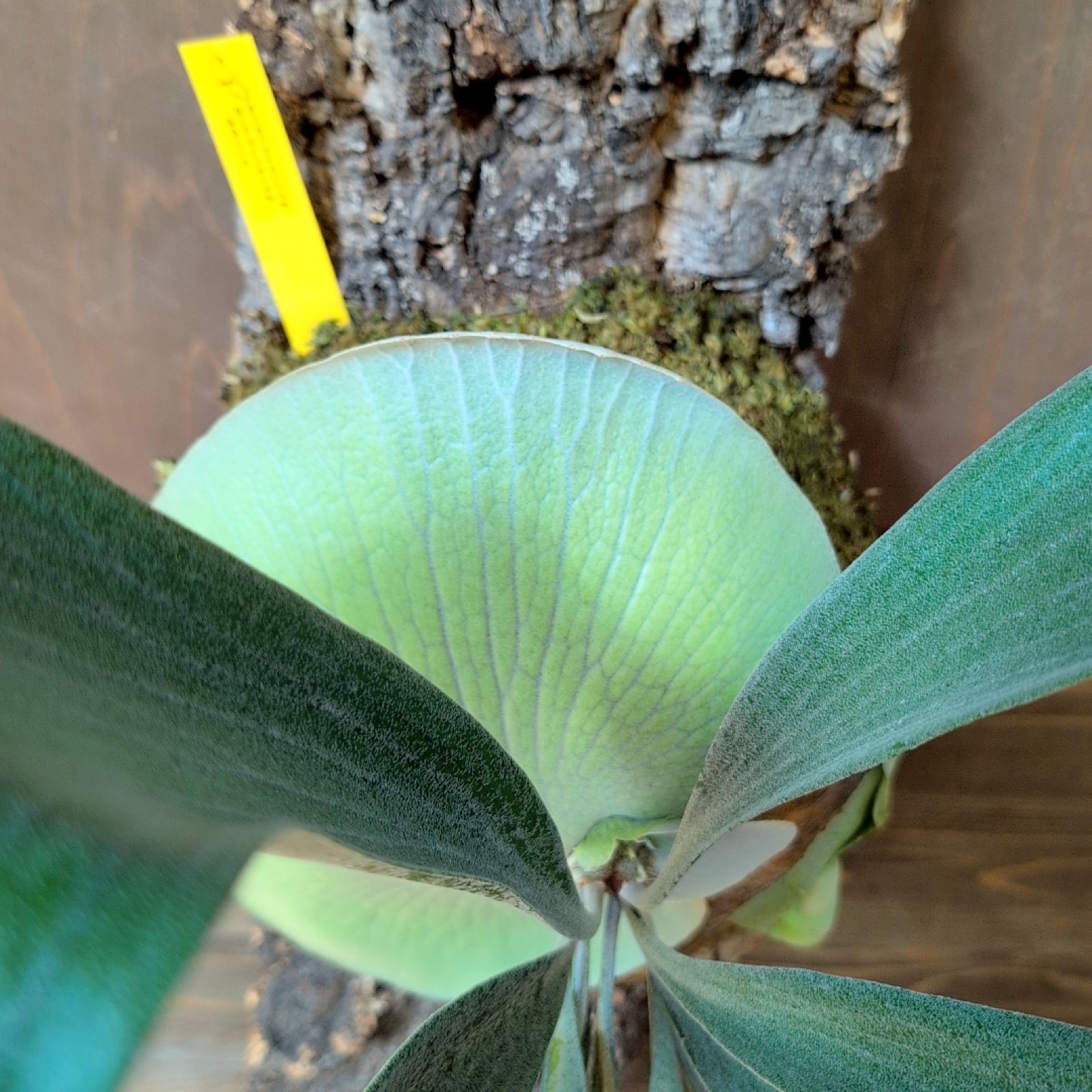 ビカクシダ ビフルカツムホワイト 現品発送 子株多数 WWW_GEBZETESISAT_COM_TR