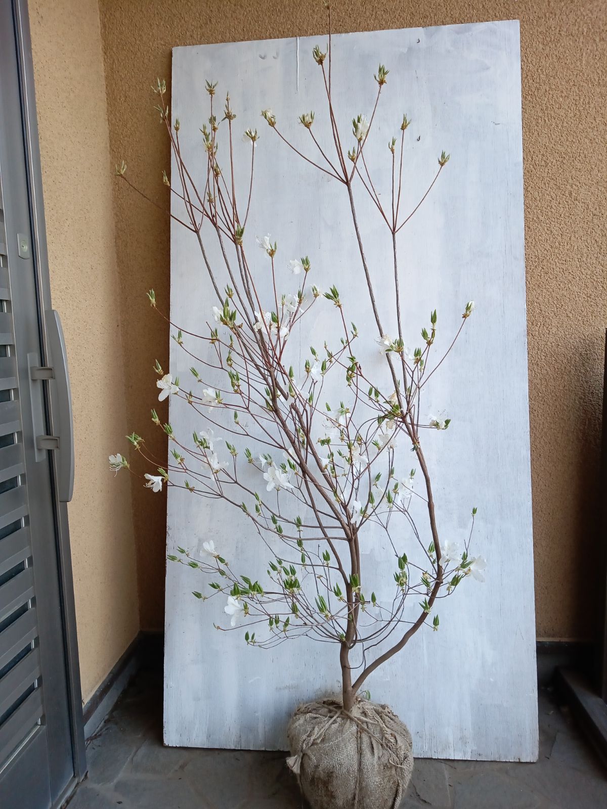 ミツバツツジツツジ白花