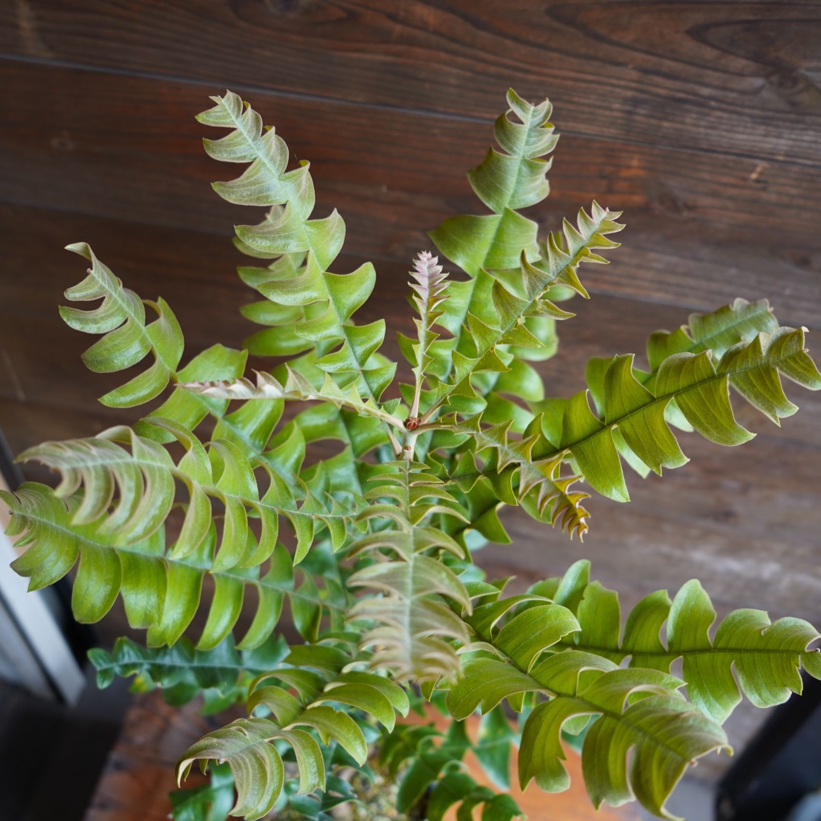 バンクシア ”グランディス” B オージプランツ 現物発送