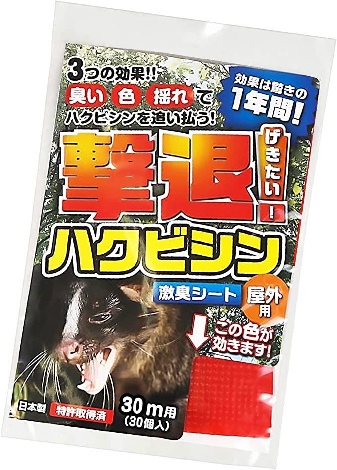 芽衣の青春 早坂真紀　初版本 本 芽衣の青春 早坂真紀 初版本