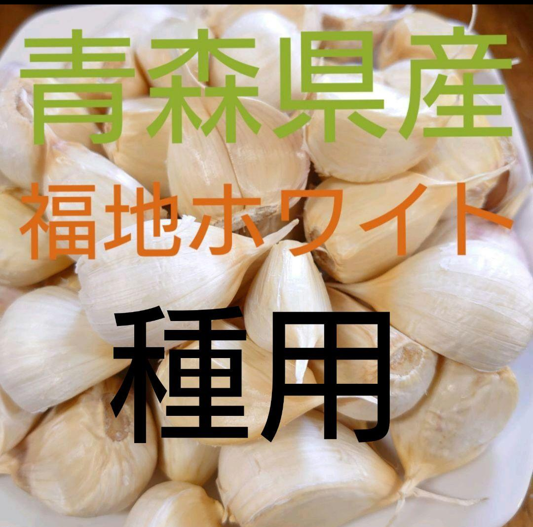 予約商品　種向き　５００ぐらむ　青森県産にんにく　福地ホワイト　９月中旬からの発送予定