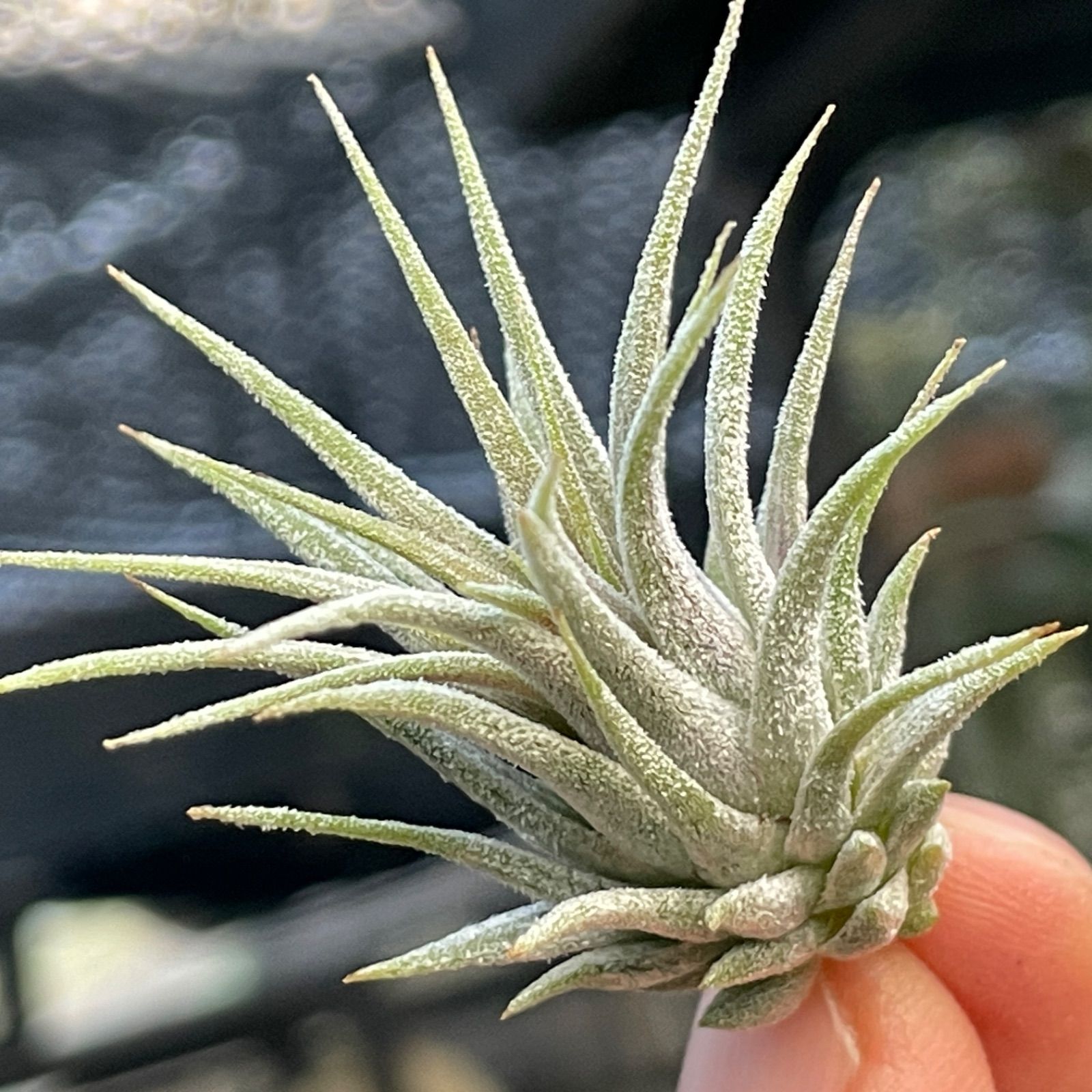 チランジア イオナンタ ディファレンテ/ディファレント Tillandsia