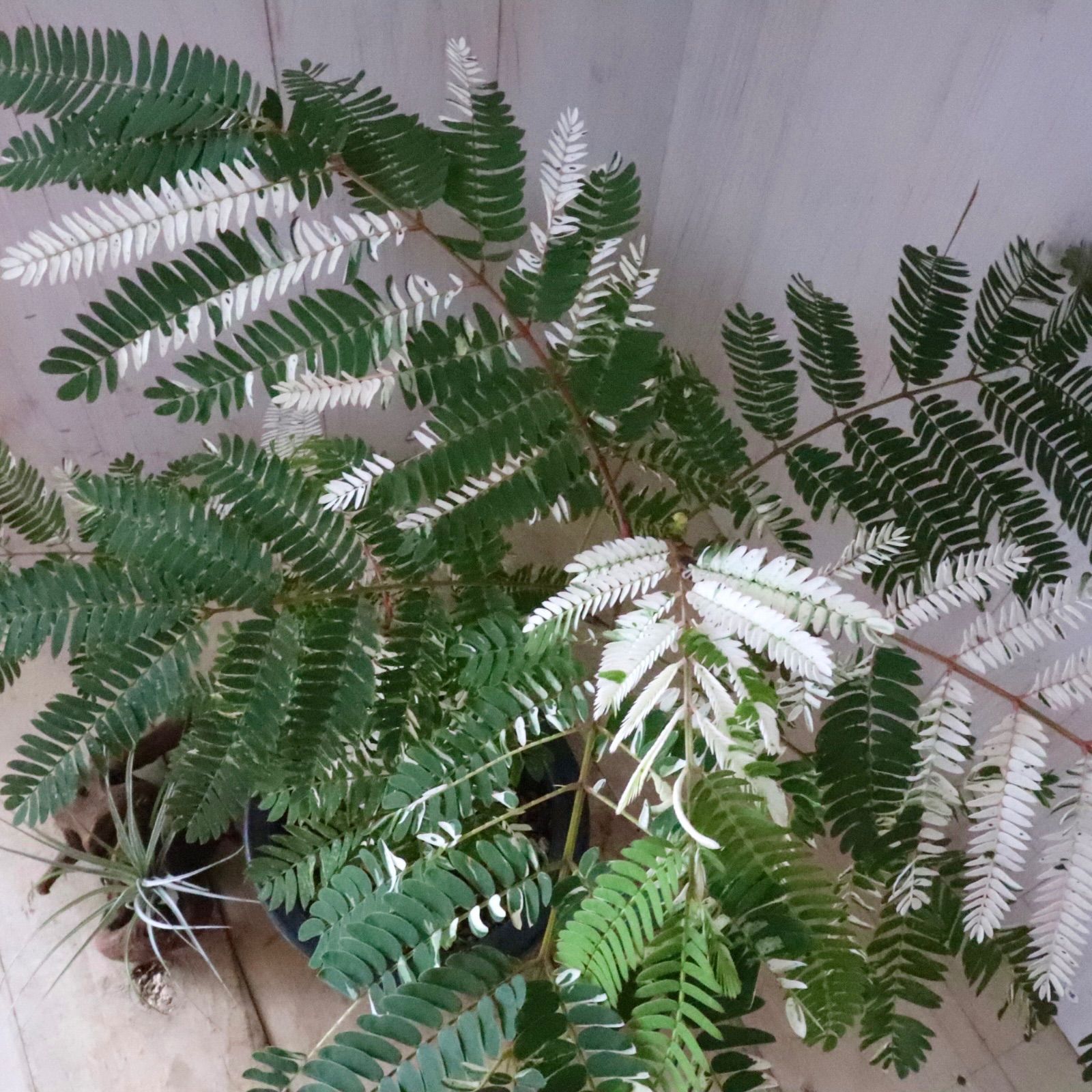 希少♡斑入り♡エバーフレッシュ♡ネムの木♡観葉植物
