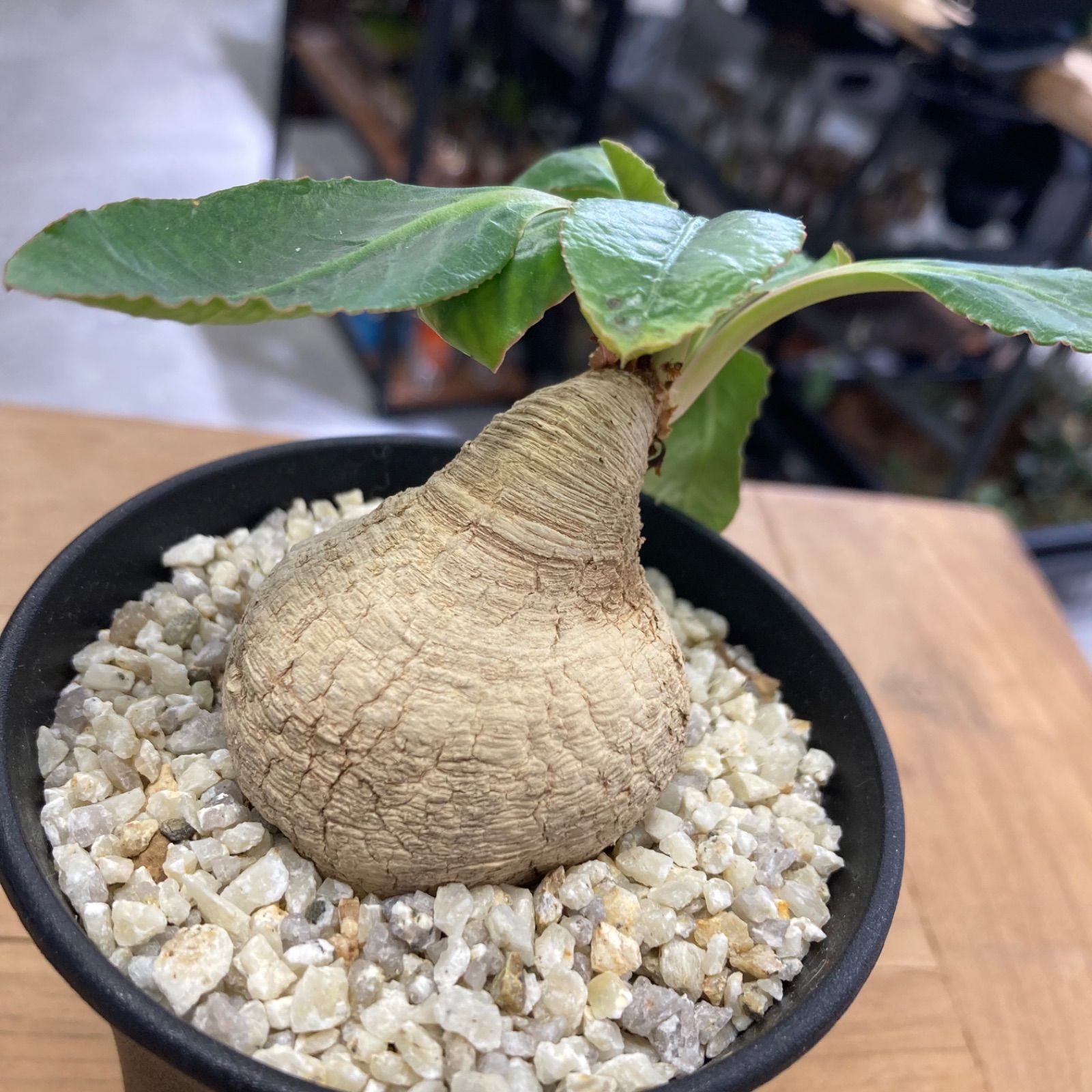 ユーフォルビア プリムリフォリア 塊根 現地球 発根済