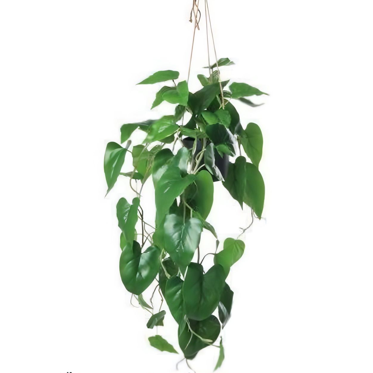 光触媒 人工観葉植物 ウォールグリーン フェイクグリーン ビスカップ