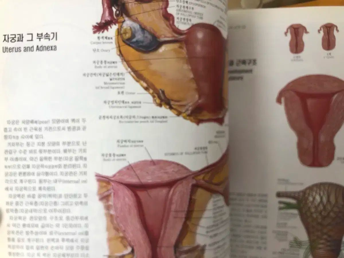 看護本