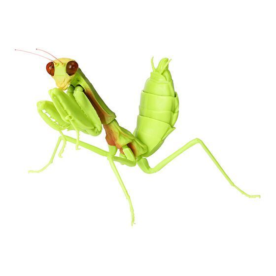 バンダイ いきもの大図鑑かまきり04 ムネアカハラビロカマキリ - メルカリ