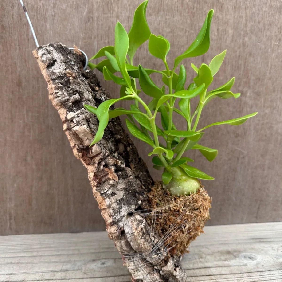 ヒドノフィツム パプアナム① コルクアレンジ Hydnophytum papuanum 現品 観葉植物 観葉 植物 珍奇植物 珍奇 珍しい レア 希少  塊根植物 塊根 アリ植物 インテリア プレゼント おしゃれ かわいい おうち時間 グリーン ハンギング - メルカリ