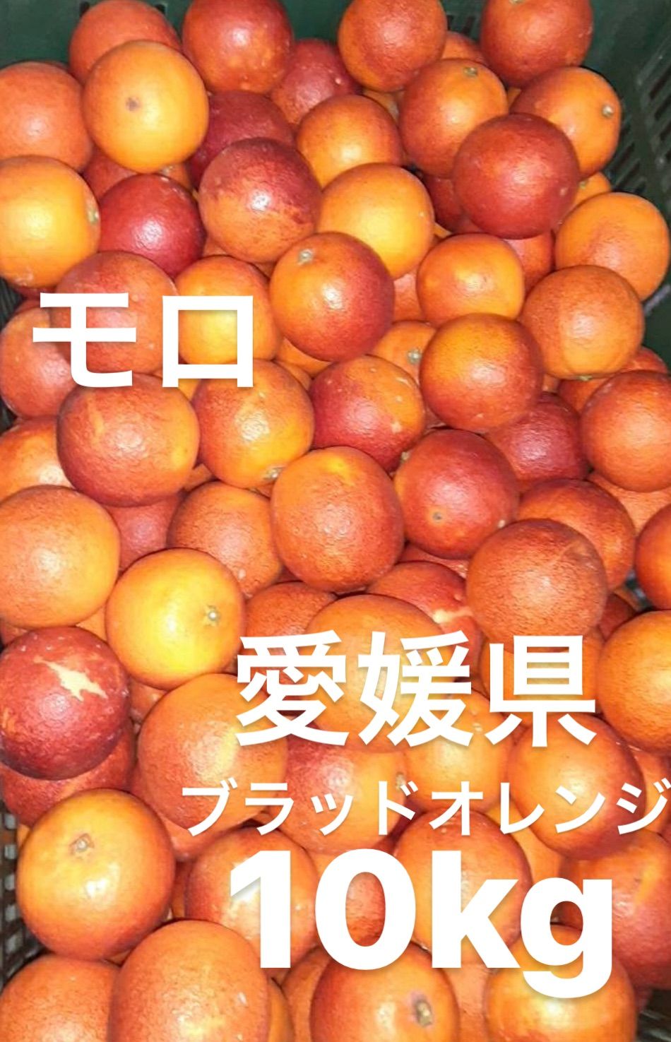 愛媛県産　モロ　ブラッドオレンジ　柑橘　15kg ブラッドオレンジ「モロ」 2026年発送予約！！ 15kg：愛媛県産