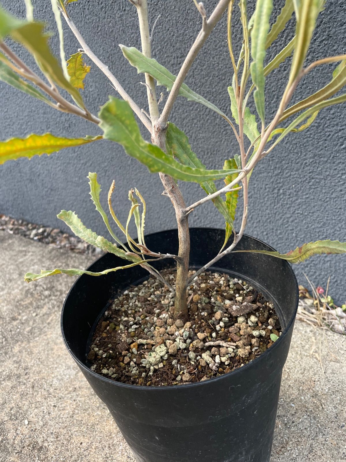 バンクシア バウエリ 6号 バンクシア：バウエリ6号鉢植え の通販 | 園芸ネット