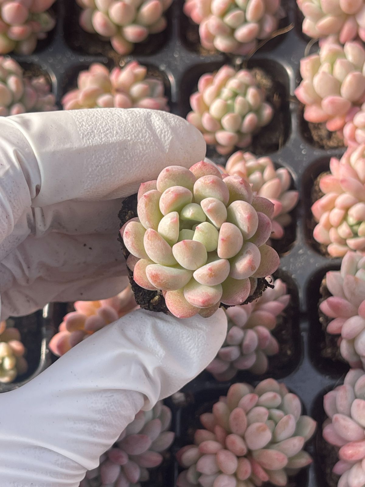 105株 S20-4 多肉植物 エケベリア 赤い卵 超美苗 サボテン 観葉植物 花