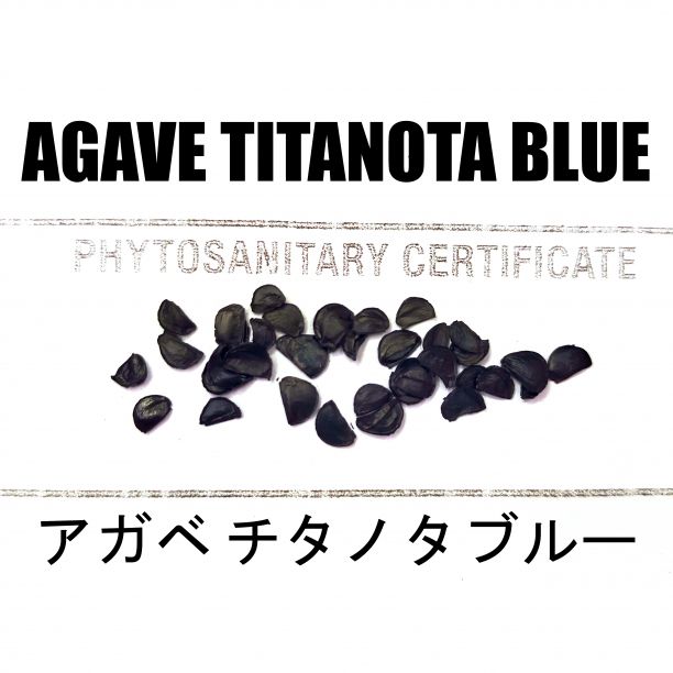 2月入荷 500粒+ アガベ チタノタブルー 種 種子 証明書あり0 2月入荷 50粒+ アガベ チタノタブルー 種 種子 証明書あり