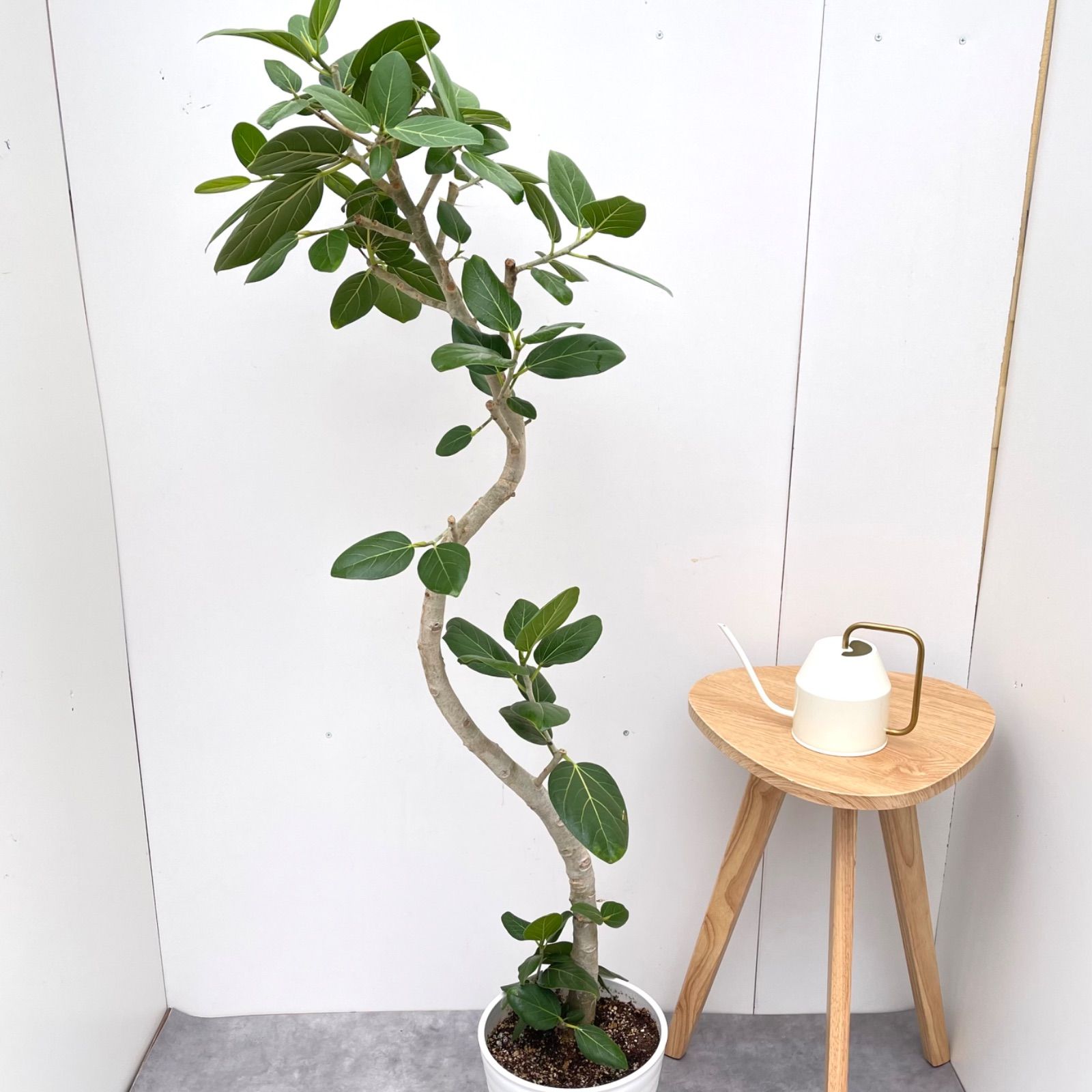 現品