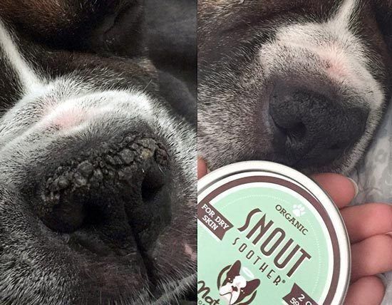 natural DOG COMPANYナチュラルドッグカンパニートライアルセット