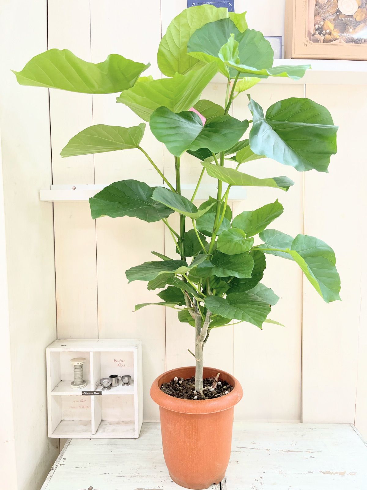 セール中！9020円→8580円】パキラ ねじり 8寸プラ鉢 2025年最新】