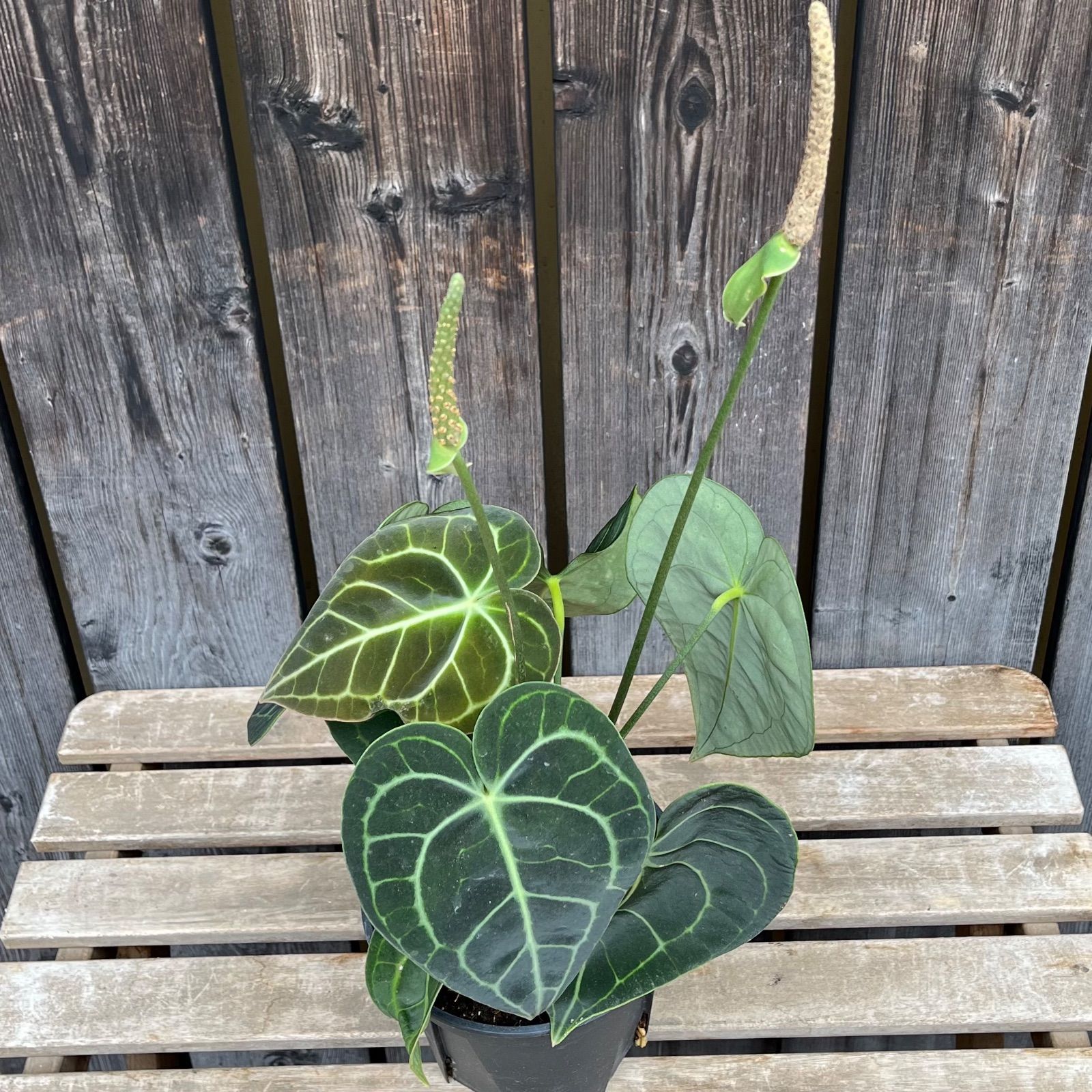 アンスリューム クラリネルビウム 5号鉢 現品】アンスリウム