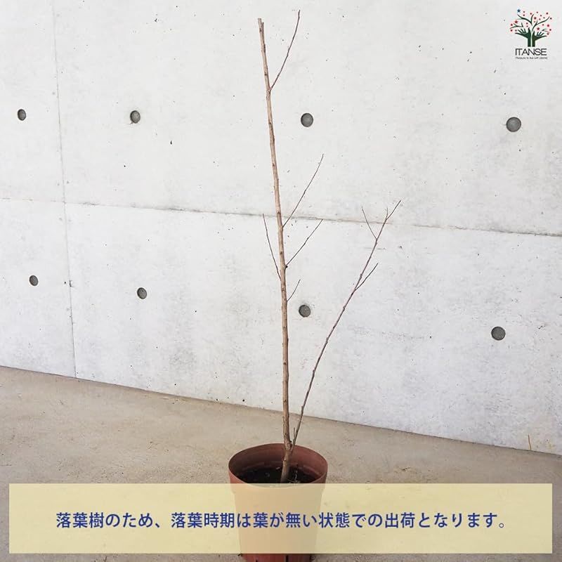 ●ブラックリーフダイヤモンドは銅葉系品種で