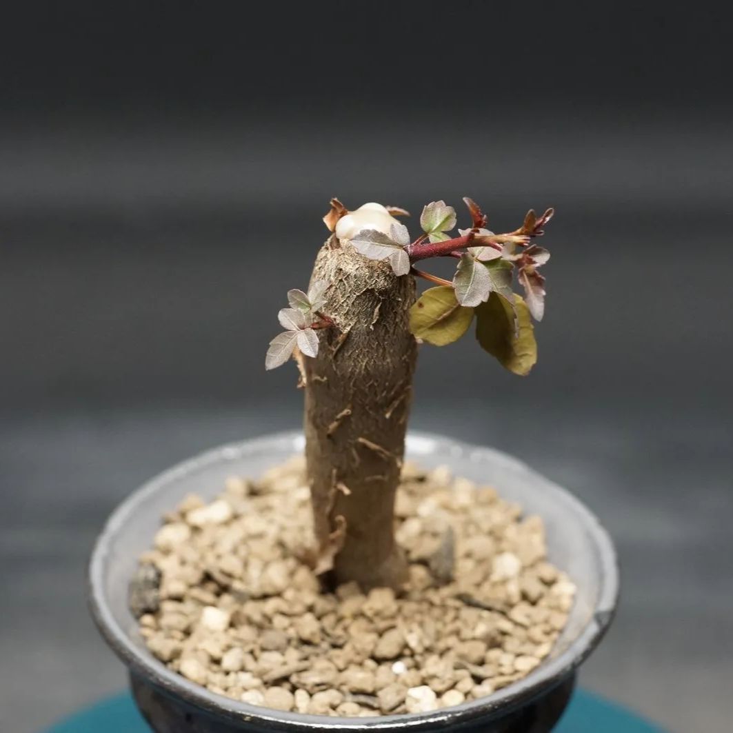 【ラスト】ブルセラ・ファガロイデス（Bursera fagaroides） ブルセラ ファガロイデス Bursera fagaroides 20230902 | SPG