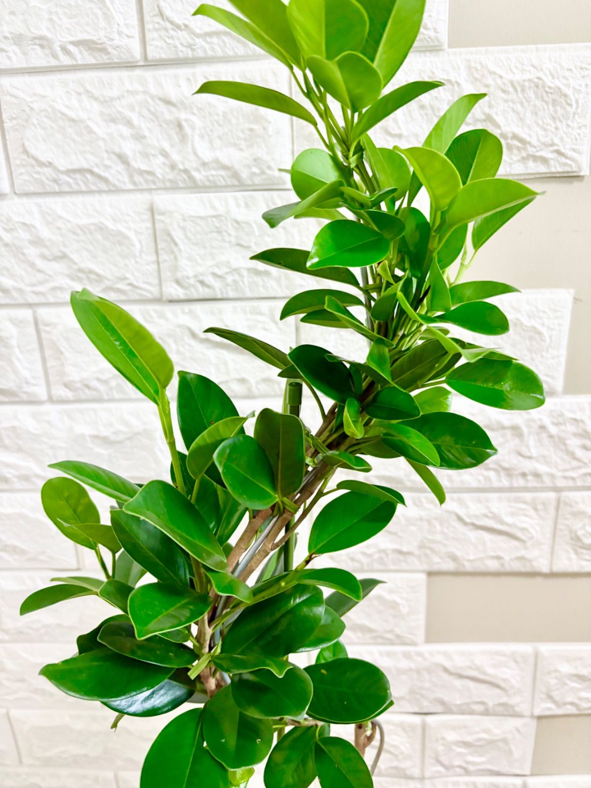 ⭐パンダガジュマル(曲がり)⭐ パンダガジュマル⭐️曲がり パンダガジュマル（曲がり仕立て） 7号24