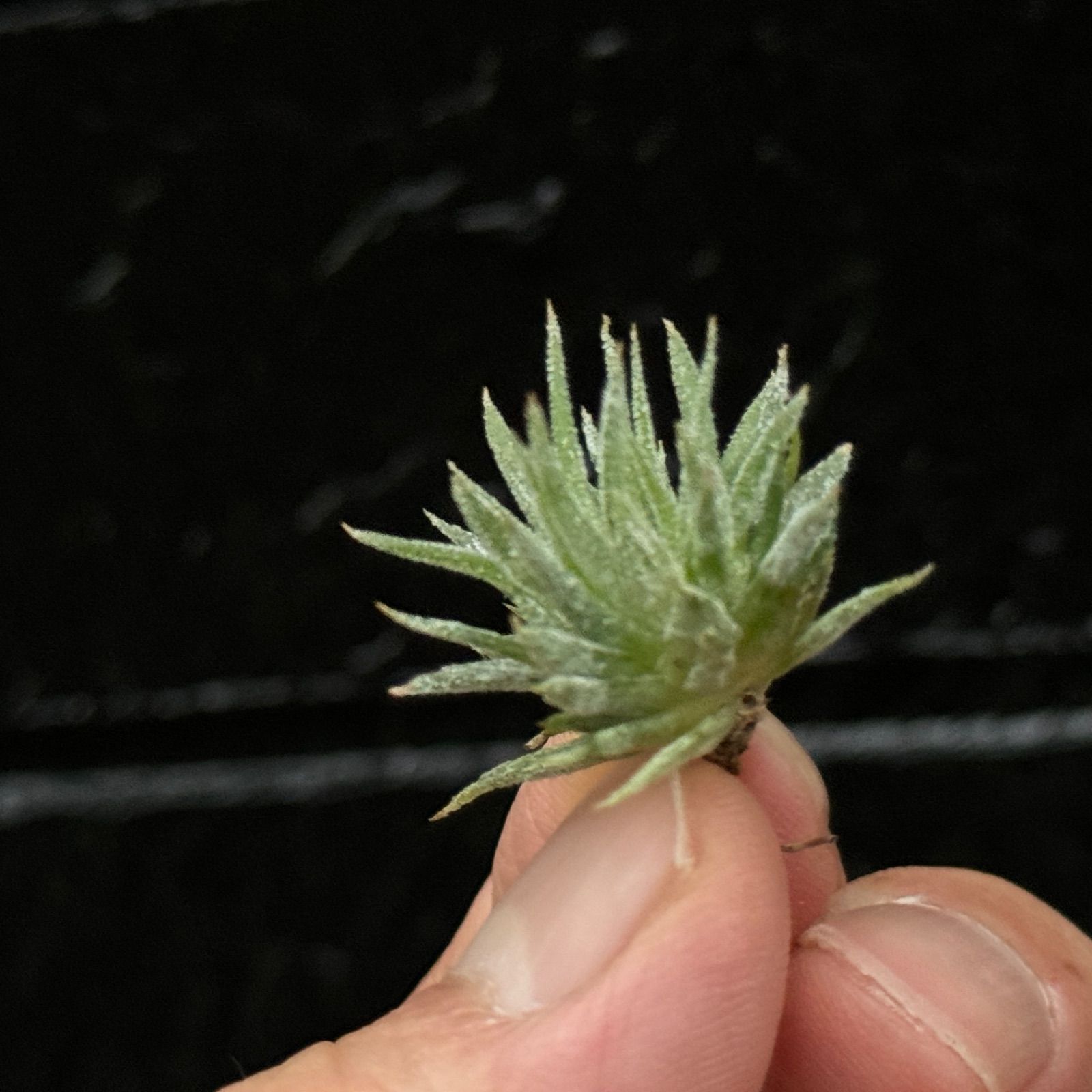 チランジア イオナンタ モンストローズ Tillandsia ionantha Monstrose