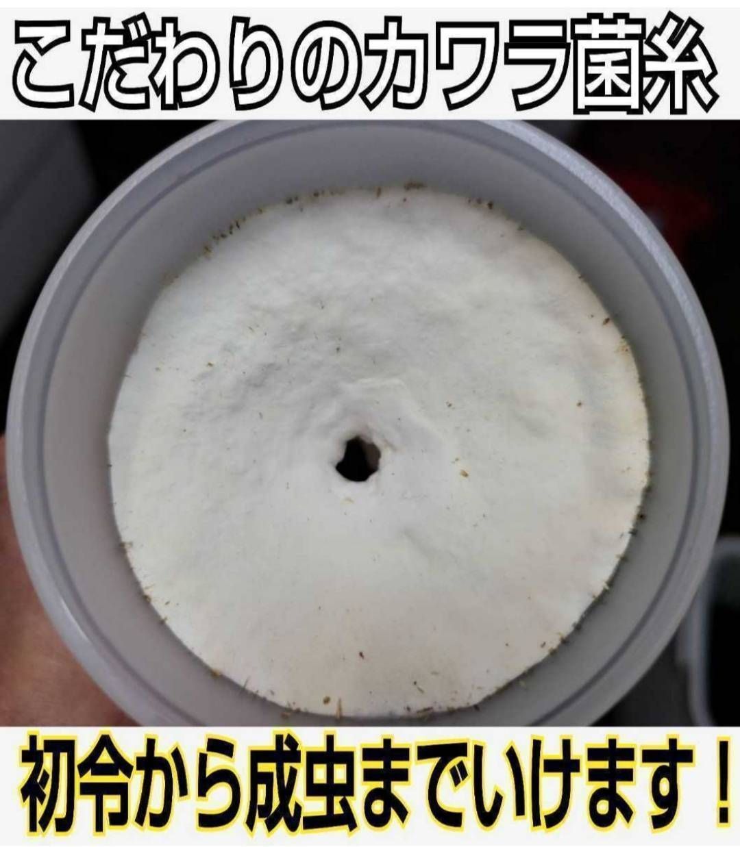 極上 カワラ菌糸ブロック【8個】4000cc トレハロース強化配合