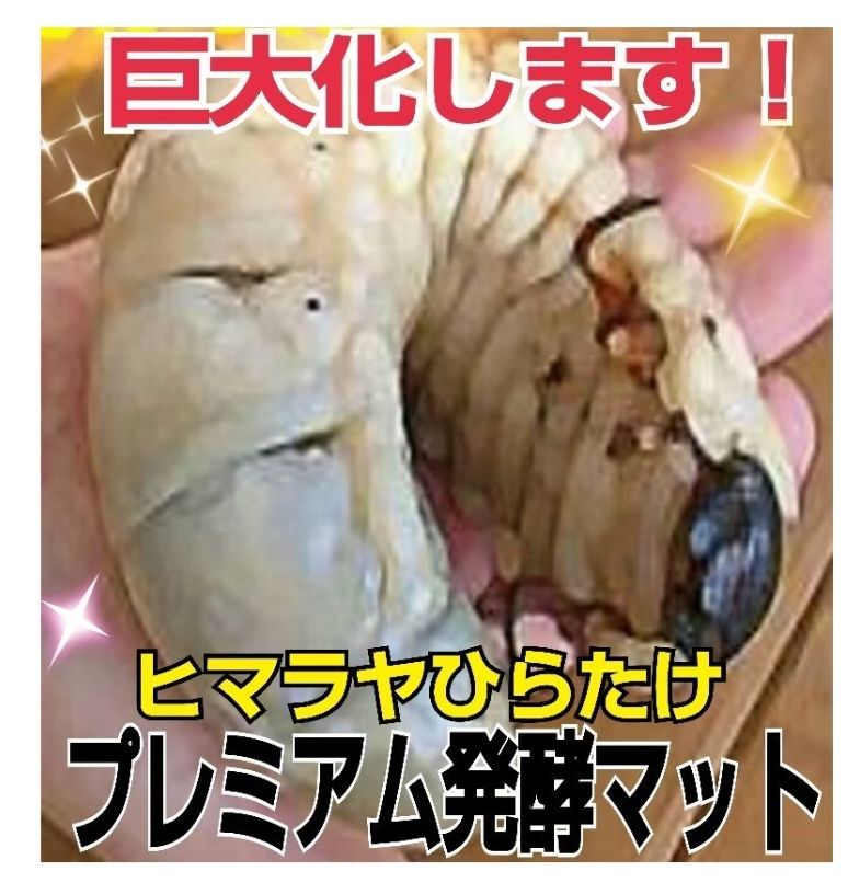 カブトムシ幼虫を入れるだけ!便利!ケース付き☆プレミアム3次発酵