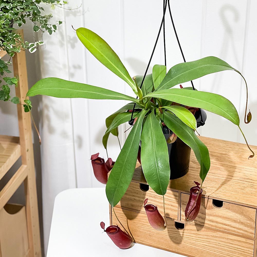 PLANCHU 食虫植物 ネペンテス レディラック 5号吊り鉢 育て方説明書