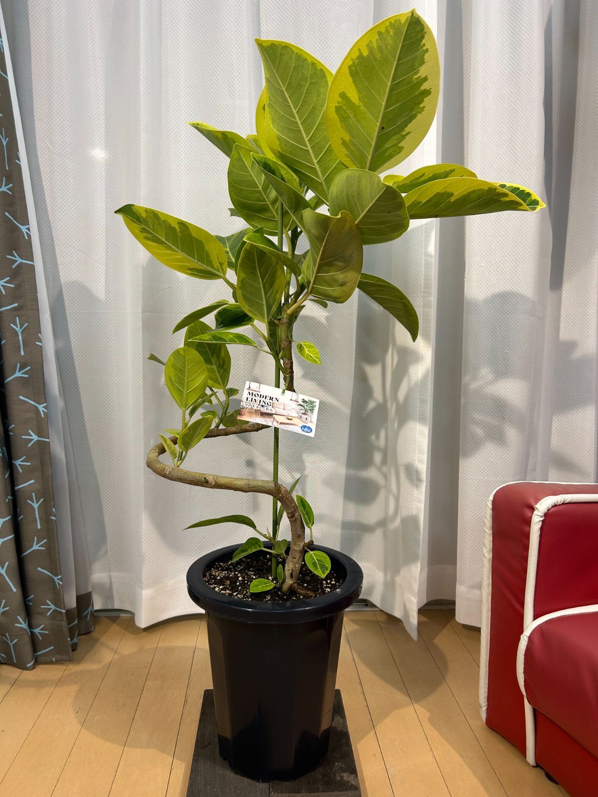 現品］【希少】86番 パンダガジュマル 8号 観葉植物 室内 レア ゴムの