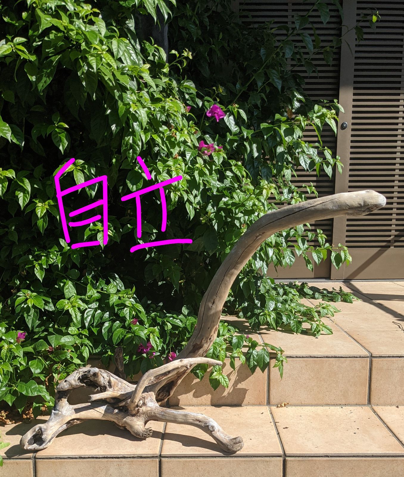 最終価格!!AX18【超大型流木】ロックガーデン向き/爬虫類等レイアウト/洗浄済 AX18【超大型流木】ロックガーデン向き/爬虫類等レイアウト用品（洗浄済）