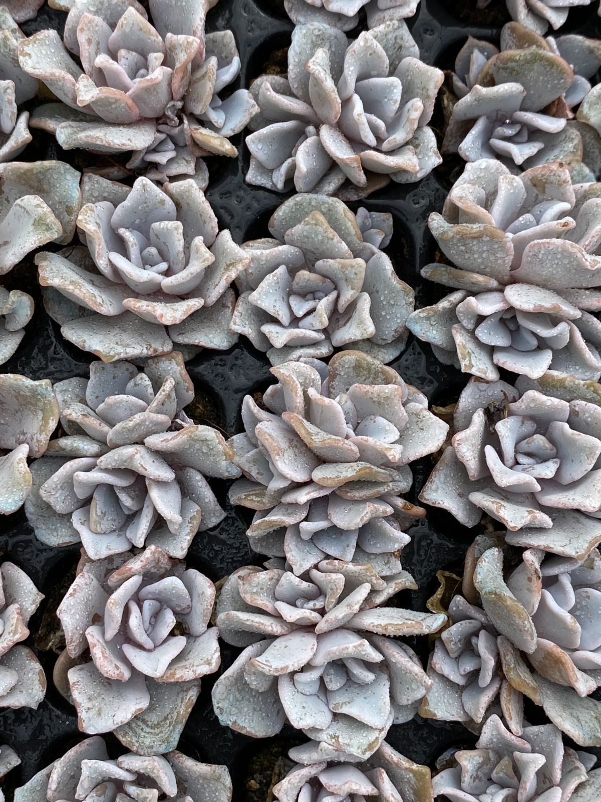 土付き 多肉植物