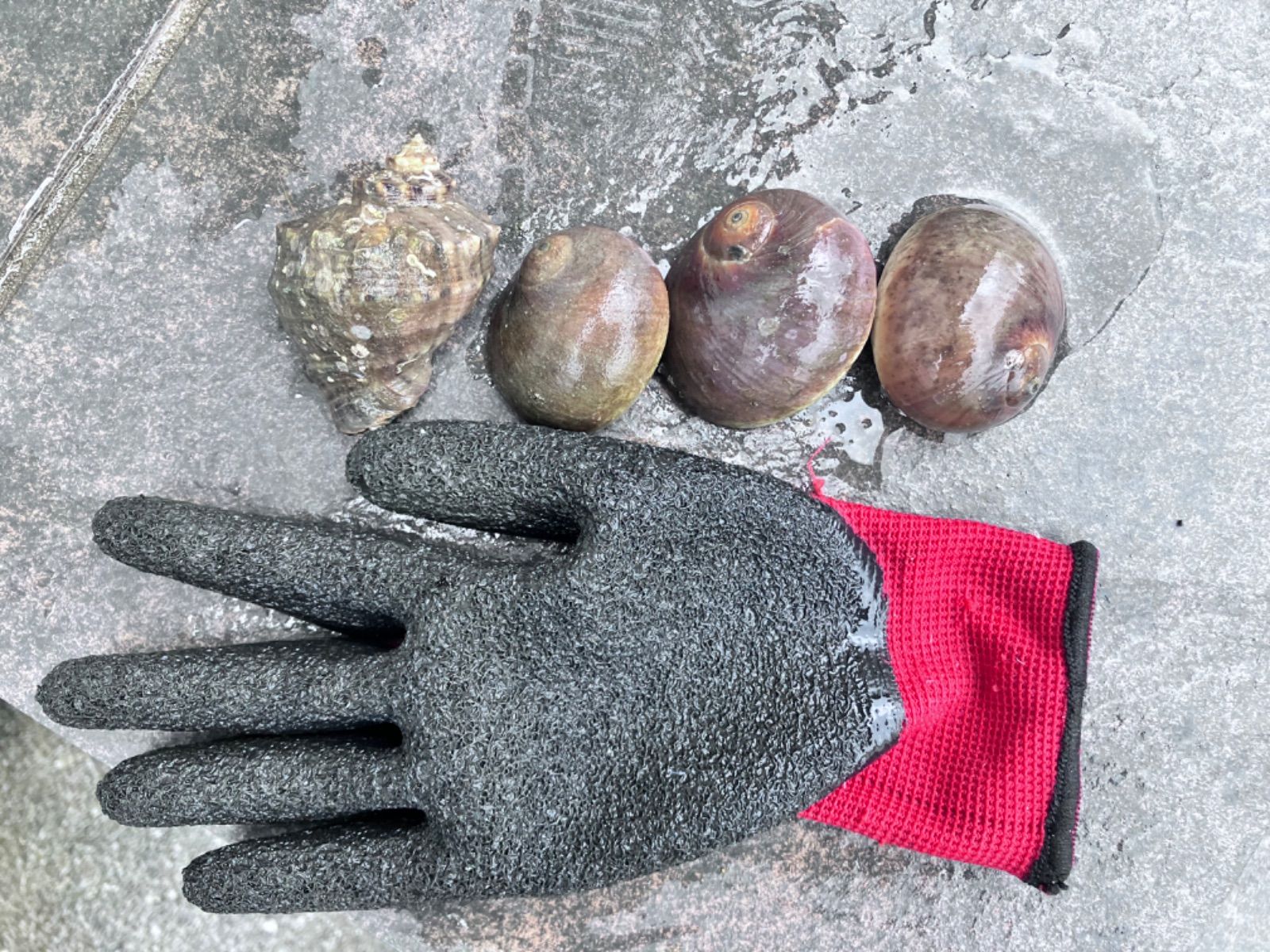 冷凍ヤドカリ 小 石鯛 イシガキダイ 黒鯛 釣り餌 カメノテつき