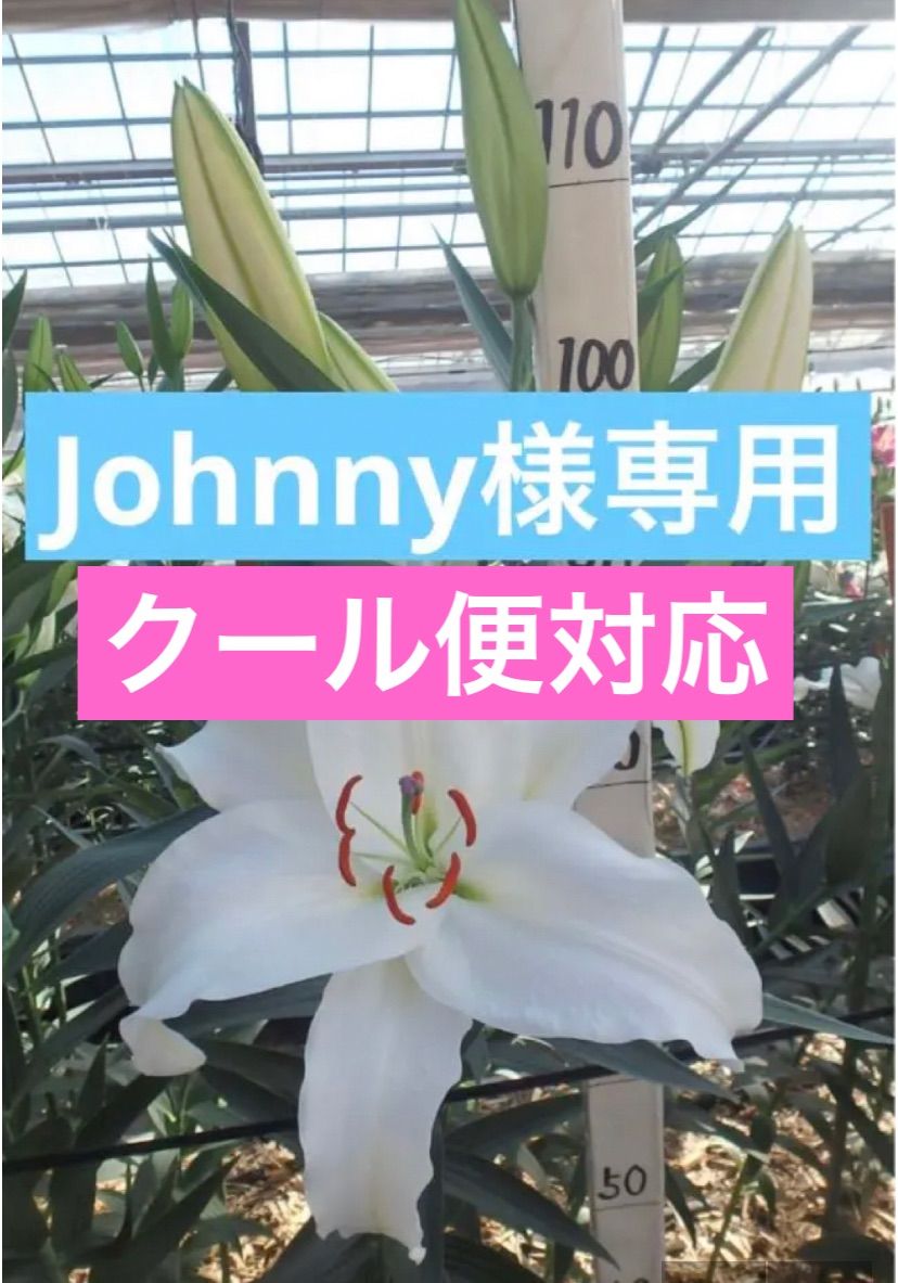 Johnny様専用 切り花 生花 白百合20本セット販売 クール便対応 4日発送