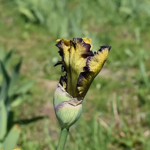 ハイデザート High Desert ジャーマンアイリス 球根 多年草 宿根草 花 ドイツアヤメ 秋植え球根 - メルカリ