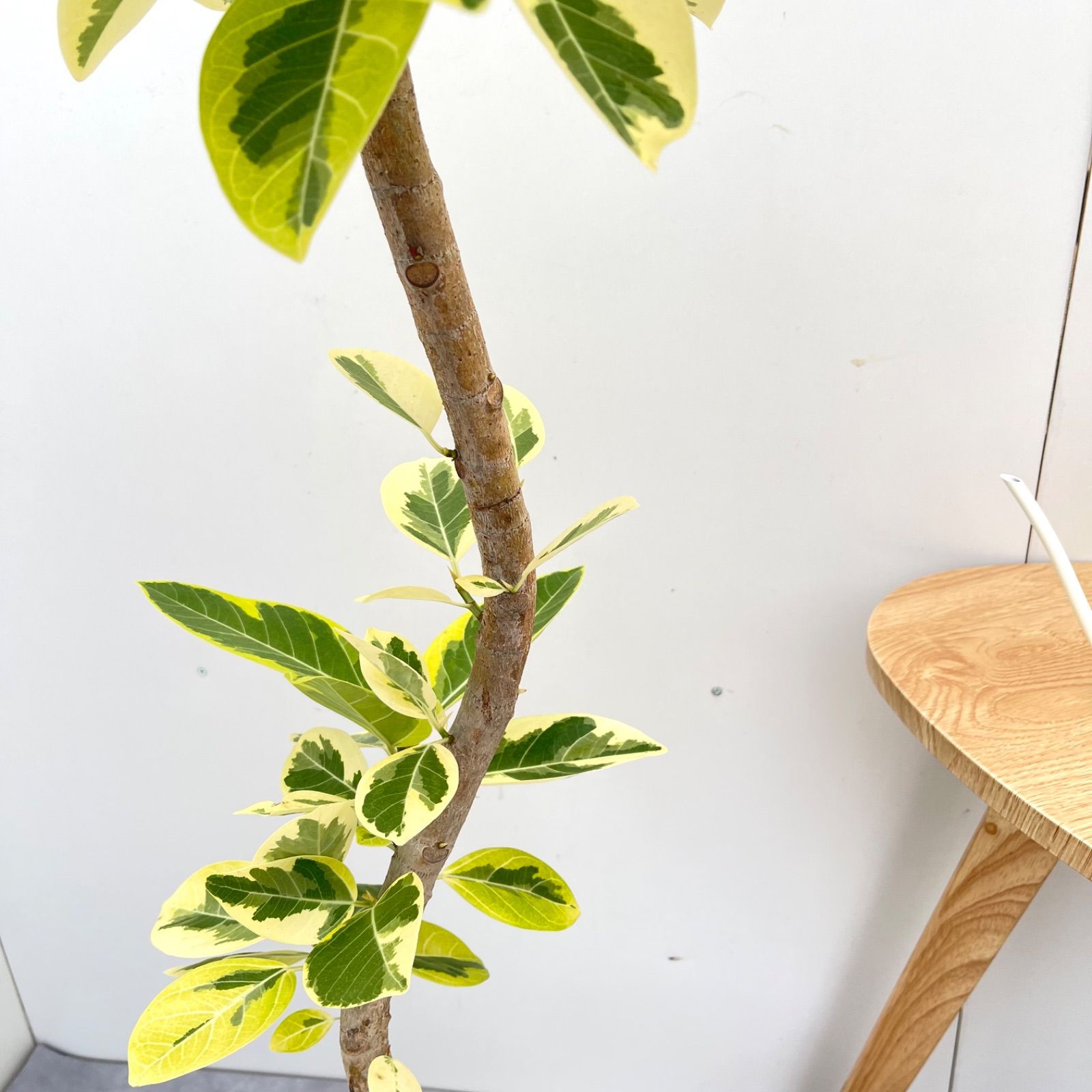 アルテシマ 曲がり