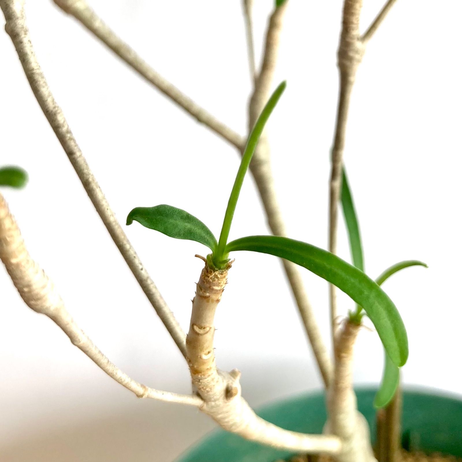 ユーフォルビア ヘディオトイデス / 塊根植物 コーデックス 多肉
