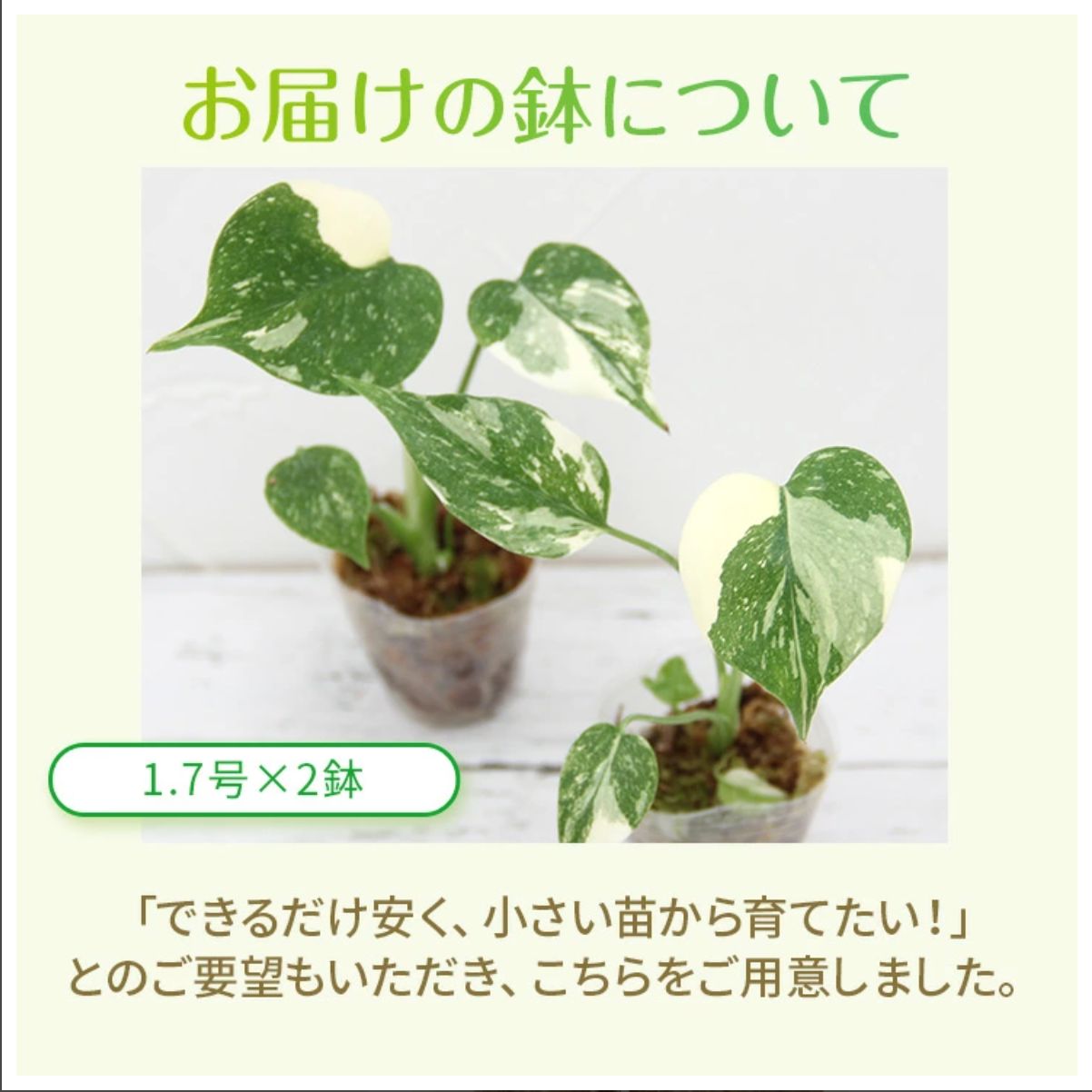 おまとめ2点　寄せ植え、斑入りモンステラmeroron＊mamaです。 ピンク斑入りモンステラ - 観葉植物 - 刺繍の入った鉢植え