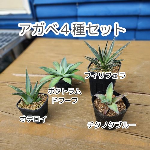 4種盛セット】【鉢ごと発送】 アガベ4種セット 2025.6.13-4種セット