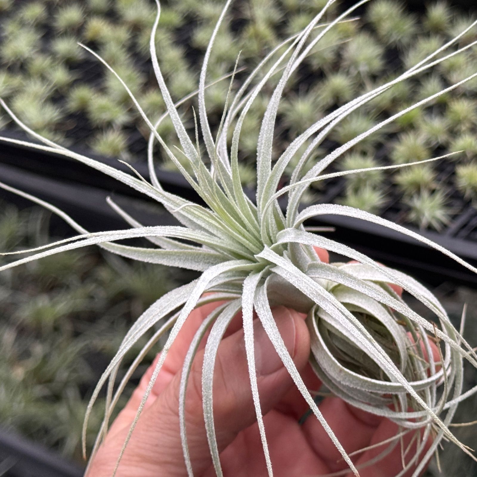 Pof］Tillandsia chapeuensis 販売済み ティランジア・チャペウエンシス