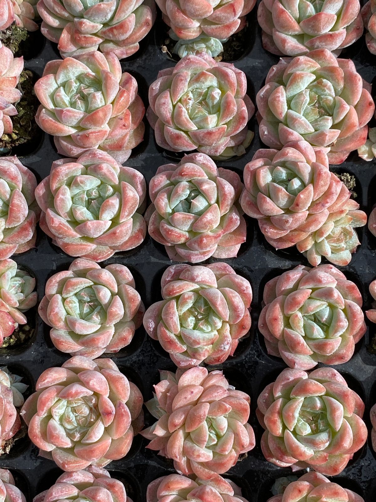 新入荷 ピンクディー XQS52×105苗 土付き 多肉植物 詰め合わせ エケベリア サボテン 韓国苗