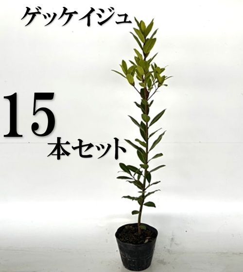 15本セット ゲッケイジュ樹高1.0m前後15cmポット