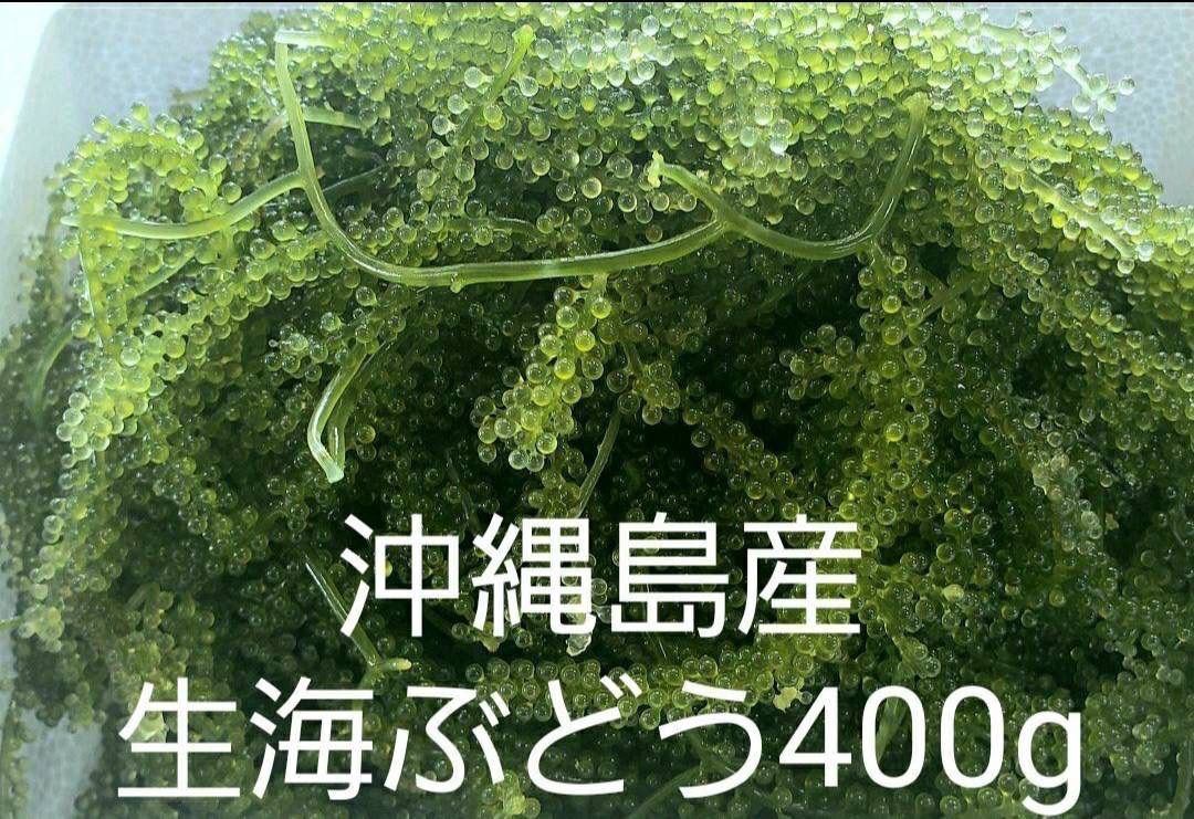 生海ぶどう 茎付きたっぷり400g ☆タレ4p付き - 魚介類(加工食品)