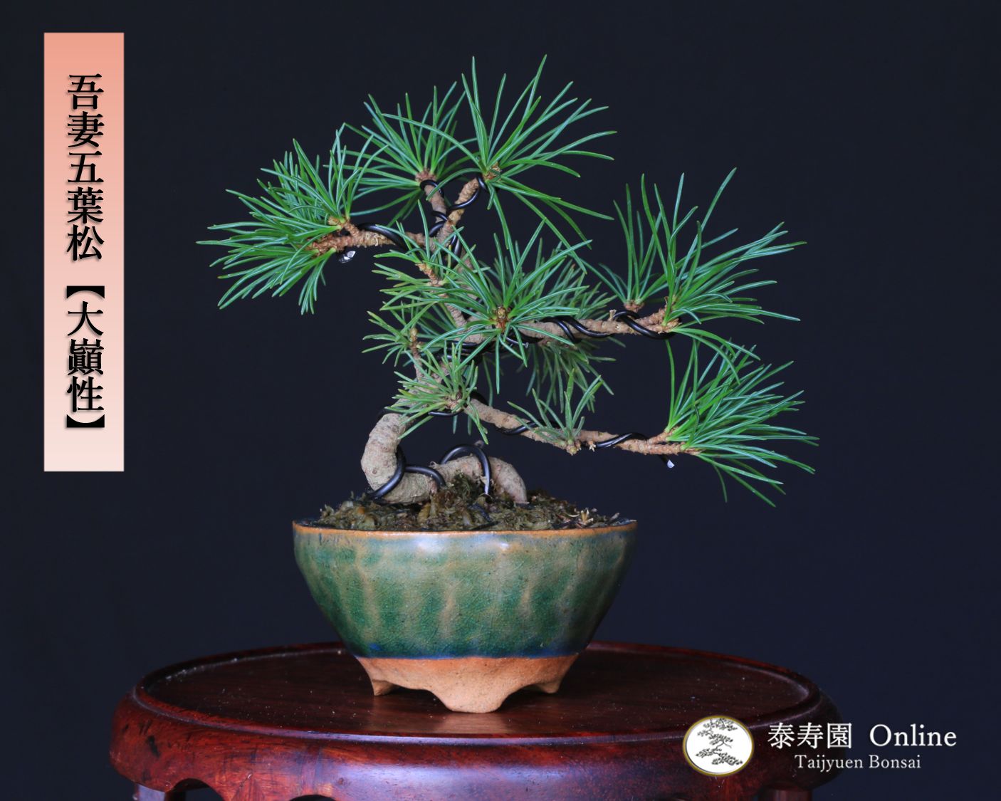 真作 石塚慈侊 大僧正猊下御染筆 善光寺神主 大勧進住職 書 短冊 色紙