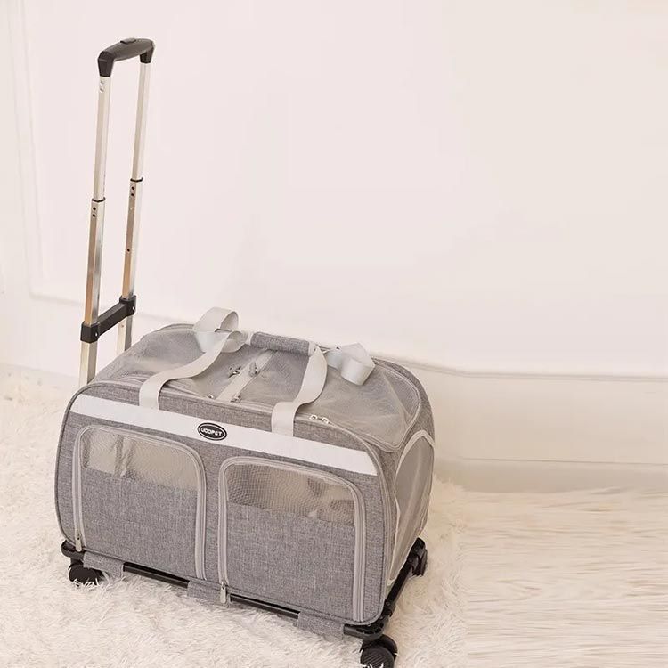 最適体重16kg 猫