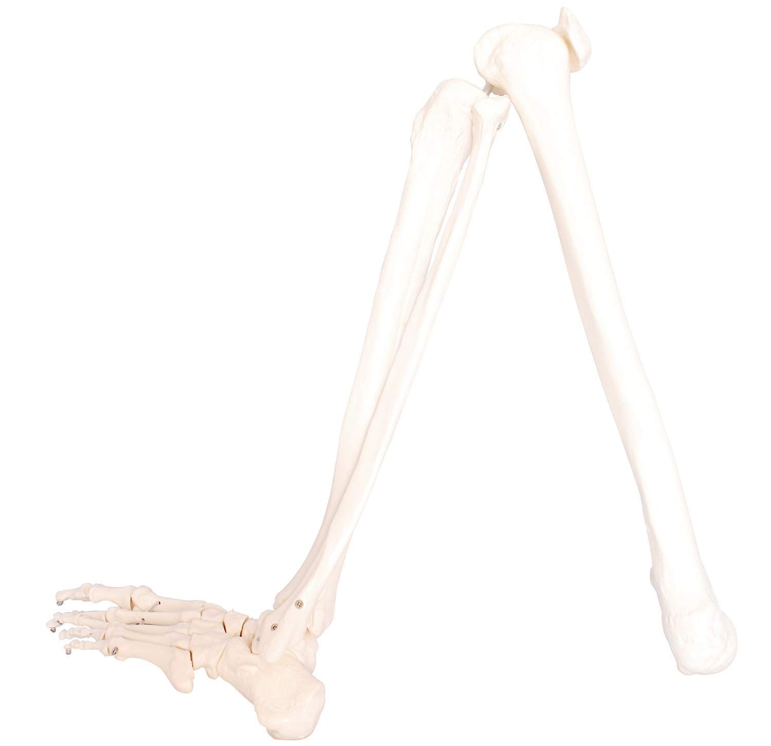 モノライフ 人体模型 下肢骨 大腿骨 脛骨 足骨 模型 等身大 86cm ワイヤーつなぎ モデル 左足