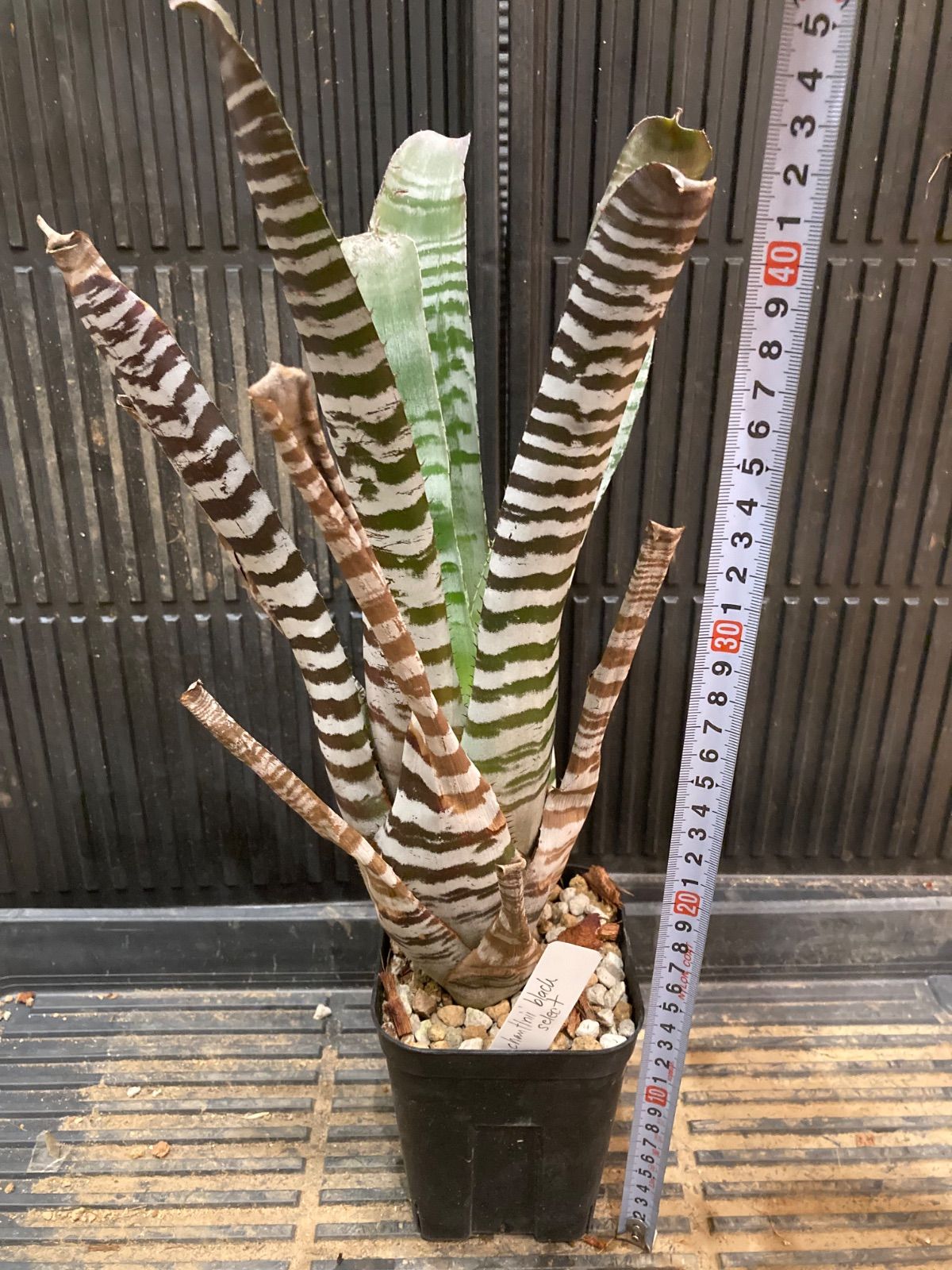 Aechmea Black select Aechmea Black select Aechmea chantinii cv