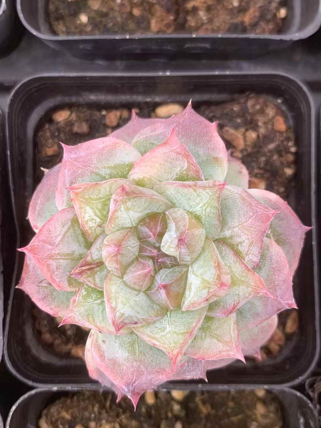 54株の抜き苗セット 浅いピンクフラワー 多肉植物 佐川急便発送 エケベリア 韓国苗 LX66