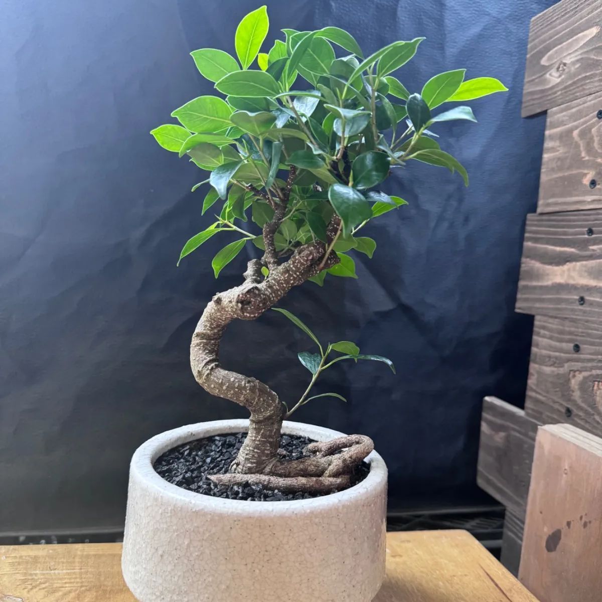 ガジュマル盆栽風 鉢皿付き【一点物】鉢のまま発送 販売済み