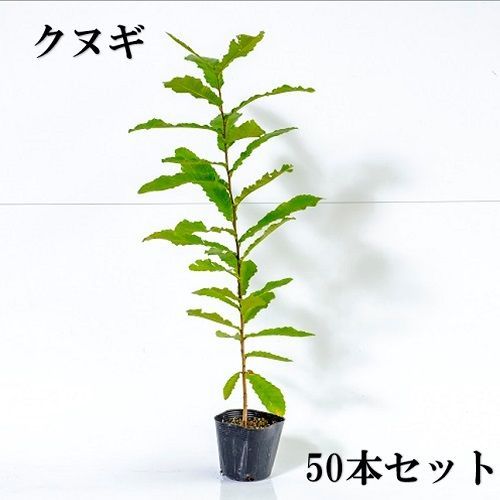 50本セット クヌギ樹高0.5m前後10.5cmポット